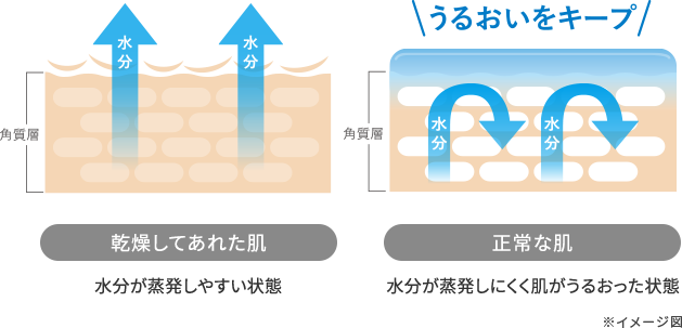 乾燥してあれた肌と正常な肌