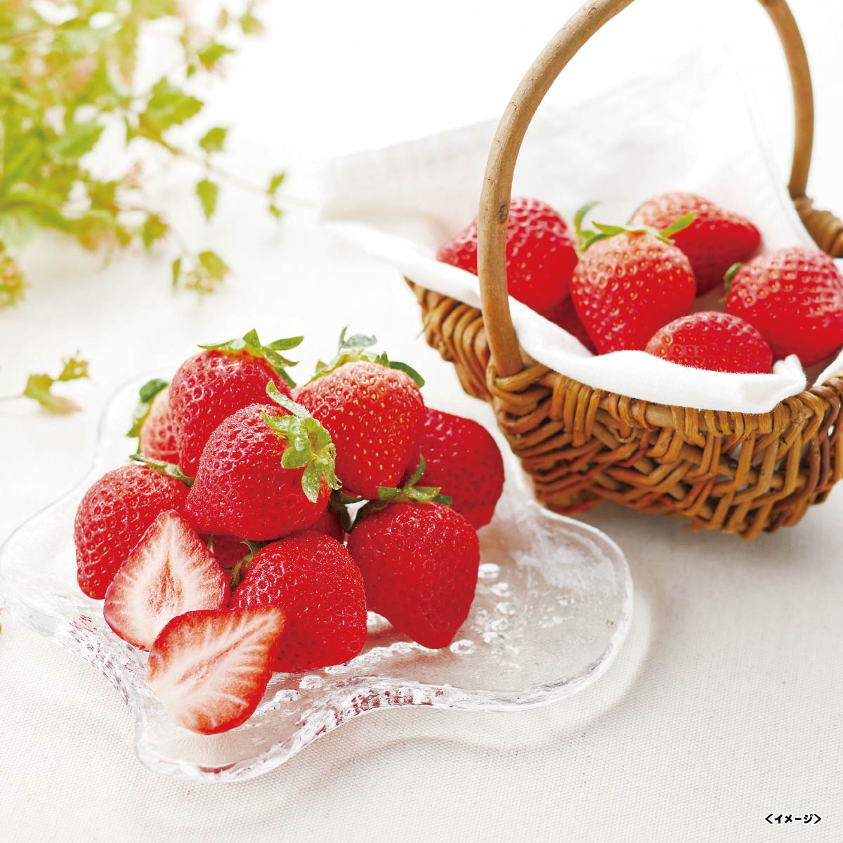 イワタニの公式オンラインショップ｜【出荷期間:11月5日-12月25日