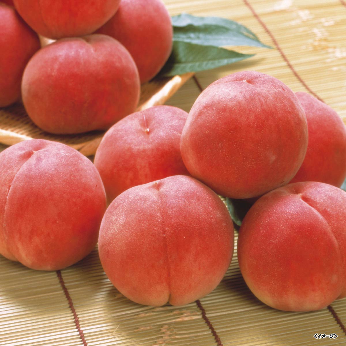【取扱期間：7月上旬-8月上旬】山梨の桃 501423