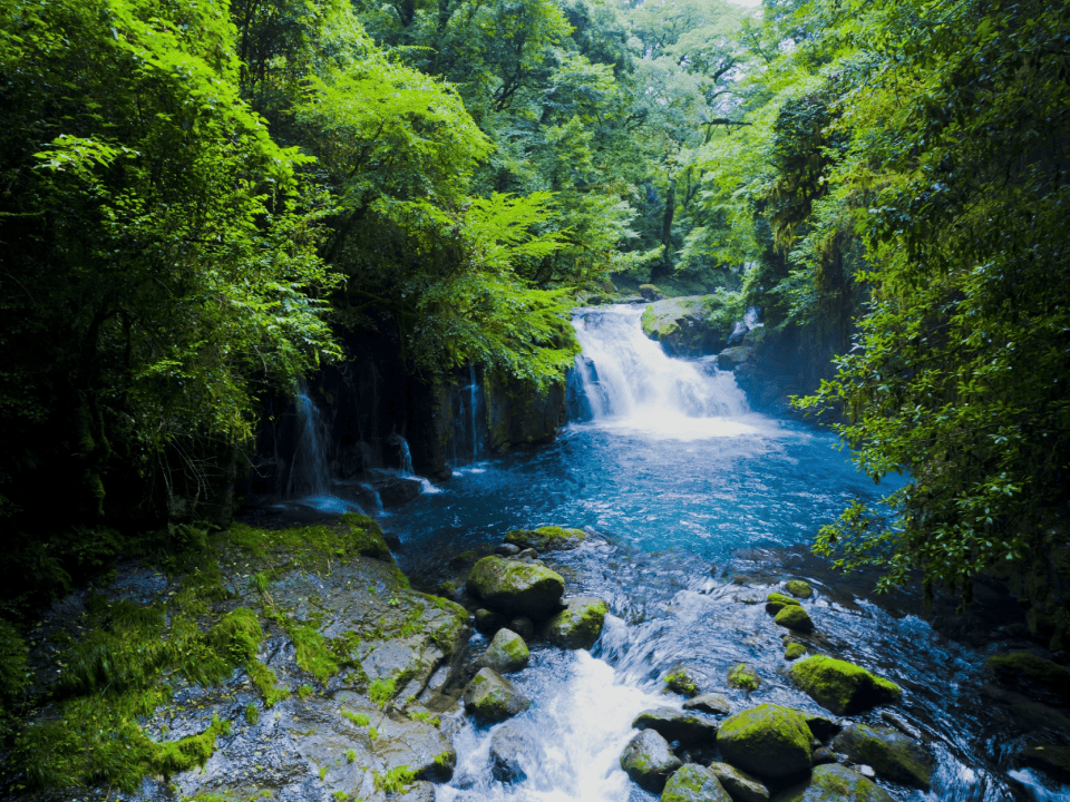 最高品質のすっぽん