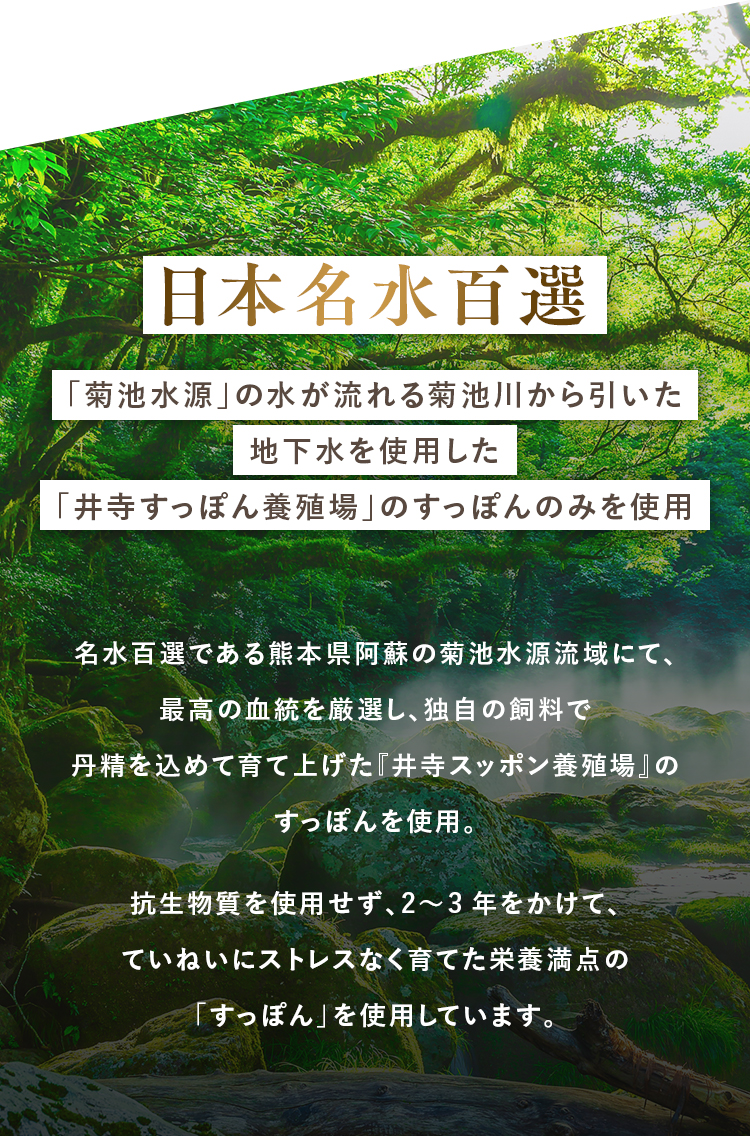 日本名水百選 「菊池水源」の水が流れる菊池川から引いた地下水を使用した「井寺すっぽん養殖場」のすっぽんのみを使用