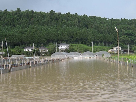 岩谷産業のすっぽんの歴史と「井寺すっぽん養殖場」について